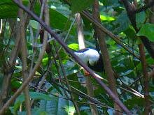 White-collared Manakin